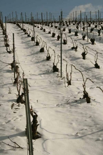 Champagne Fa Michel - Vignes de Barzy-sur-Marne sous la neige