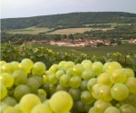 LES VENDANGES 2015