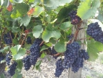 Champagne Fa Michel - Grappes de Pinot Meunier 2014