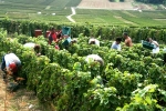 Champagne Fa Michel - Vendanges manuelles