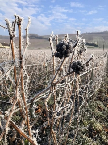 Champagne FAY Michel - Vignes sous le givre