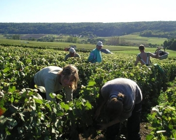 Champagne Fa Michel - Les raisins sont cueillis  la main