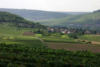 Champagne Fa Michel - Valle de la Marne