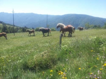 Champagne Fa Michel - chevaux