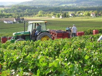 Champagne Fa Michel - Vue des vignes