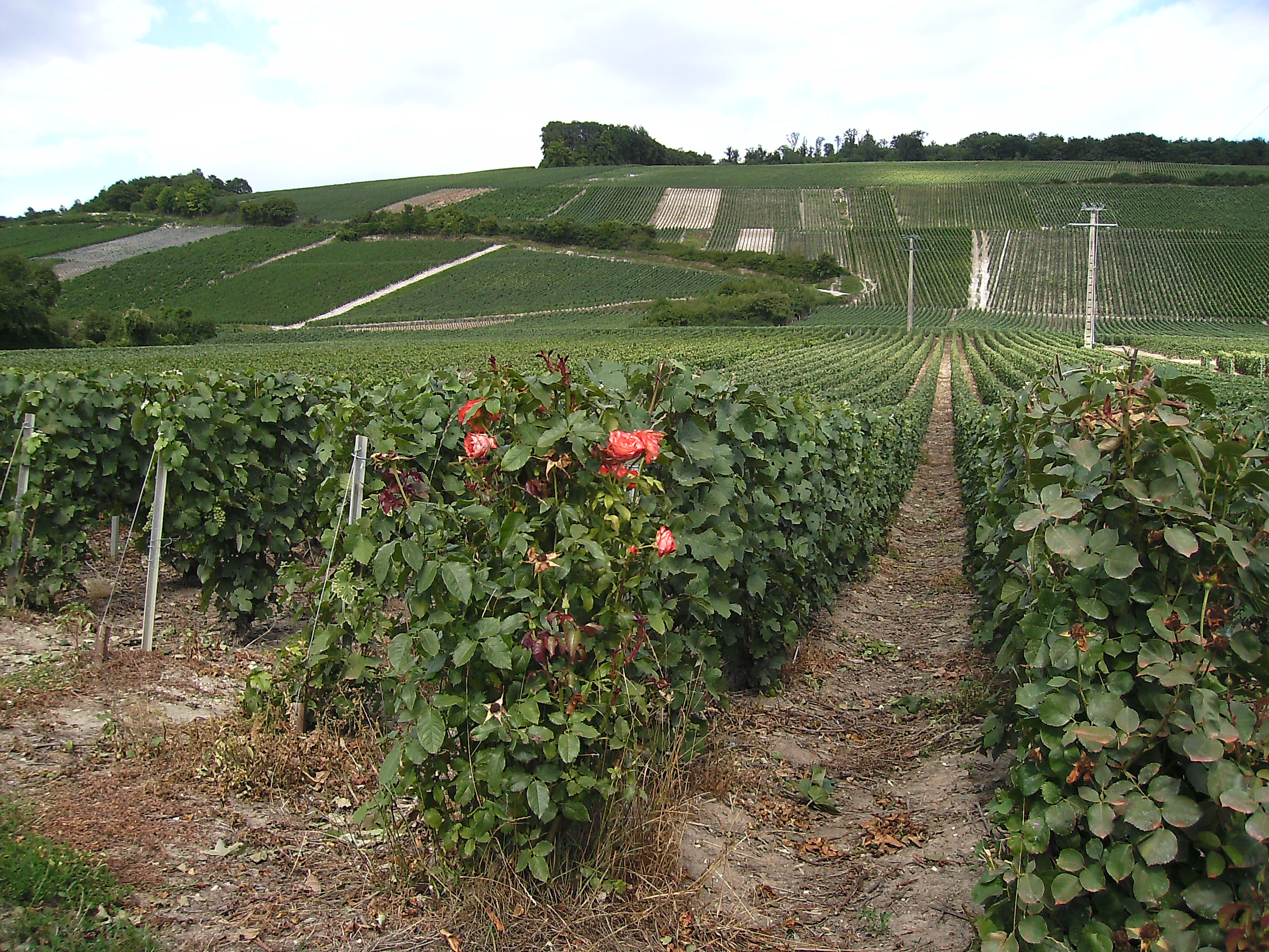 Coteau de Barzy sur Marne