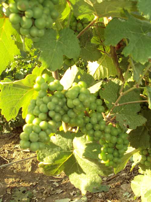 Champagne Fay Michel, grappe de Pinot Meunier stade fermé