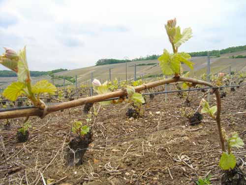 Charpente de vigne liée sur le fil de liage