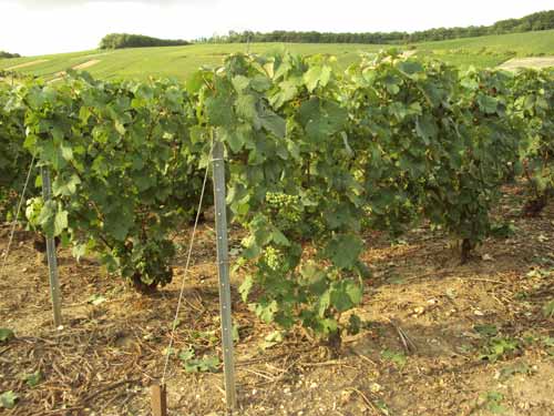 Vigne en juillet, rognée mécaniquement puis manuellement